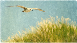 Das Leben jenseits der Dünen