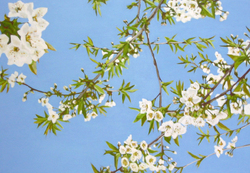 200805, Eitempera auf Leinwand, 2008, 90 &times; 130 cm