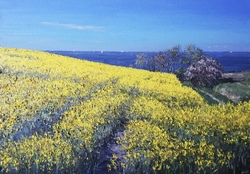 Rapsfeld an der Ostsee, Öl auf Leinwand, 2022, 70 &times; 100 cm