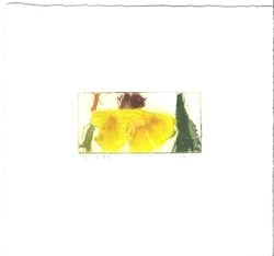 Rudbeckia, Radierung, 2009, 3,5 &times; 7 cm