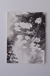 Teichrosen, Aquarell auf Bütten, 2014, 38 &times; 28 cm