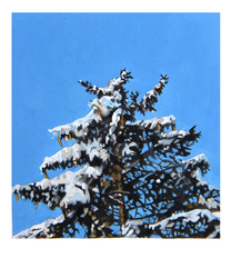Polaroid 36: Schneefichte