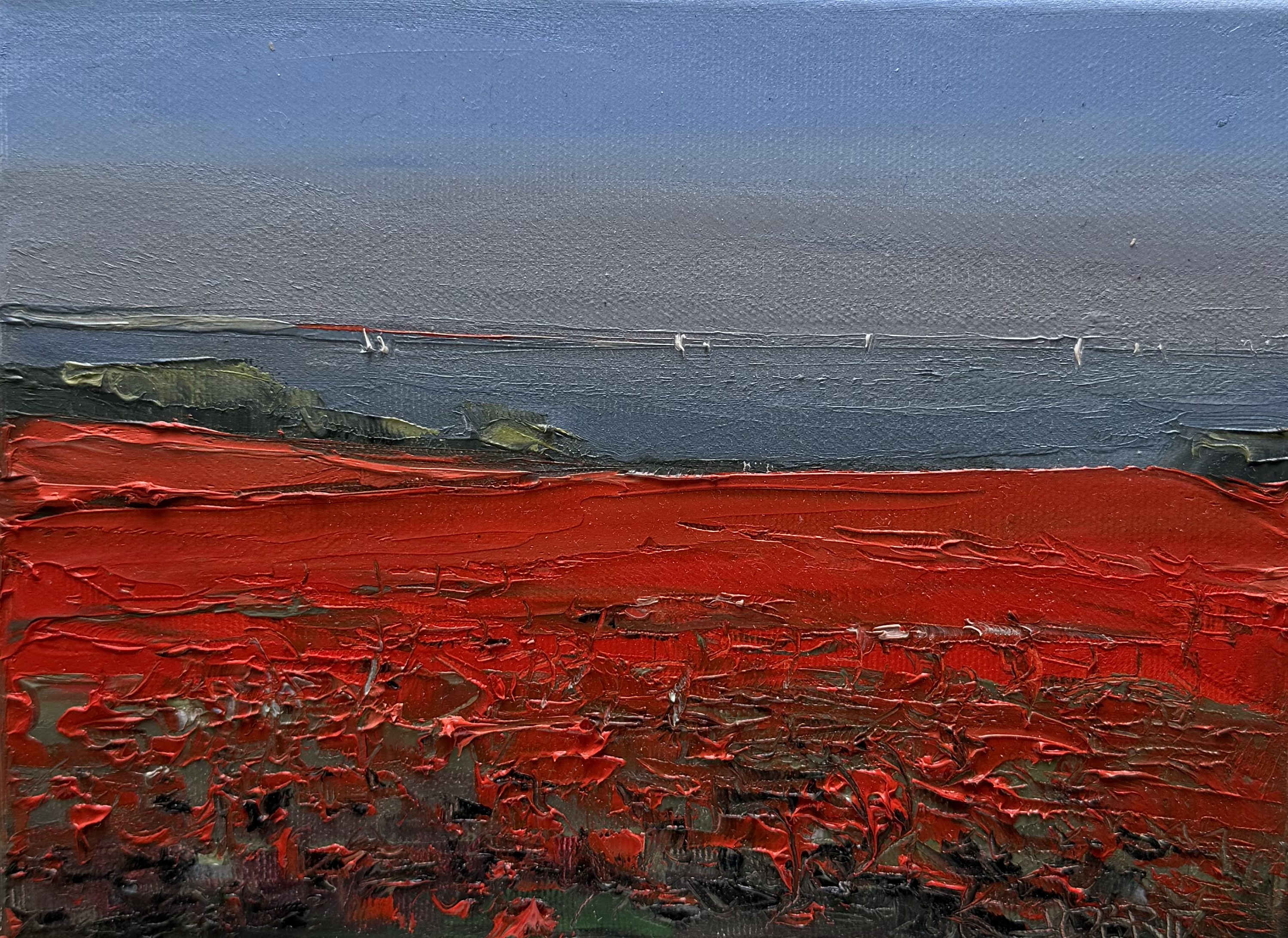 Mohnfelder an der Ostsee