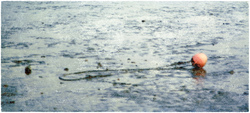 Salacias Perlenohrring, Mischtechnik auf Schichtholz, 2022, 18 × 40 cm
